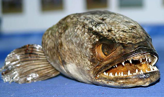 Illustration for article titled 10 of the World's Worst Invasive Species